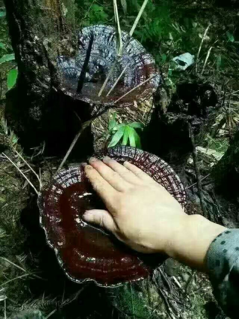 黑灵芝8~12公分