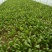 越冬菠菜25~30厘米