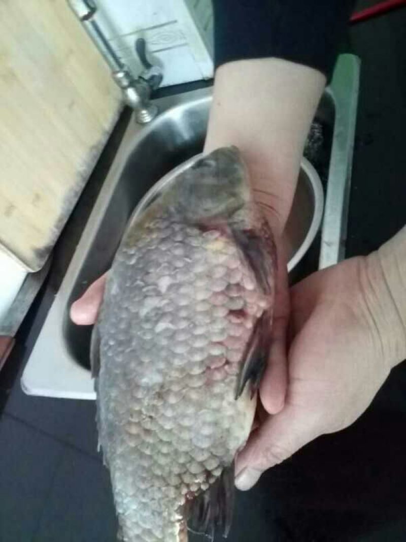 鲫鱼食用