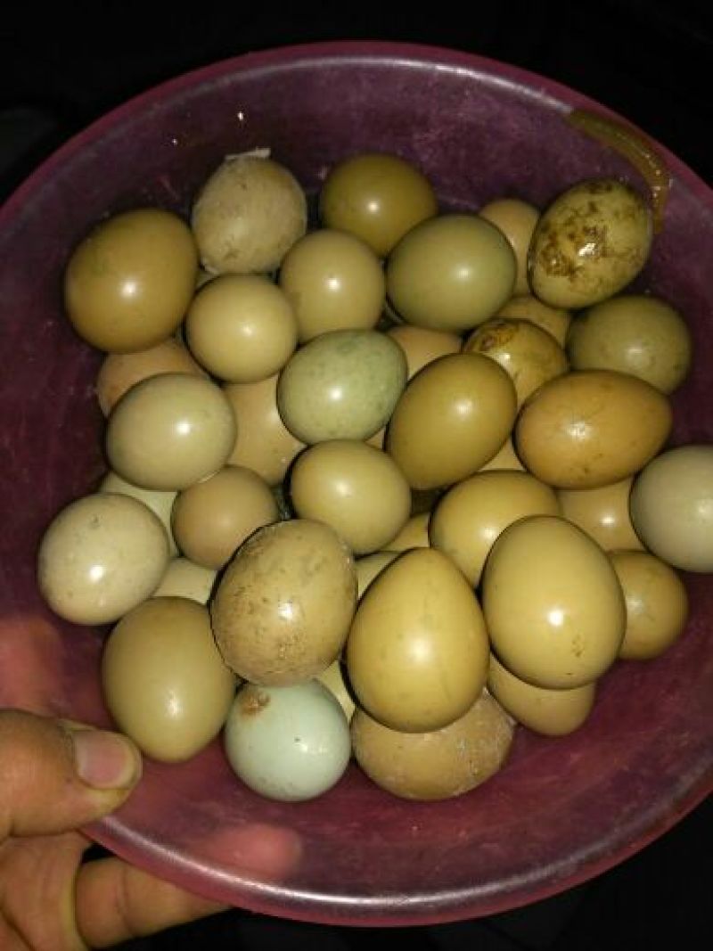 野鸡蛋食用50g以下