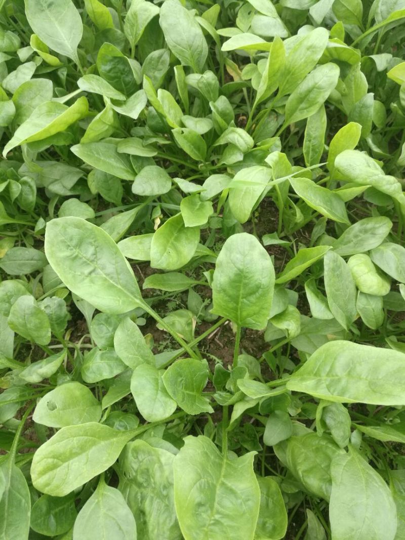 越冬菠菜15~20厘米