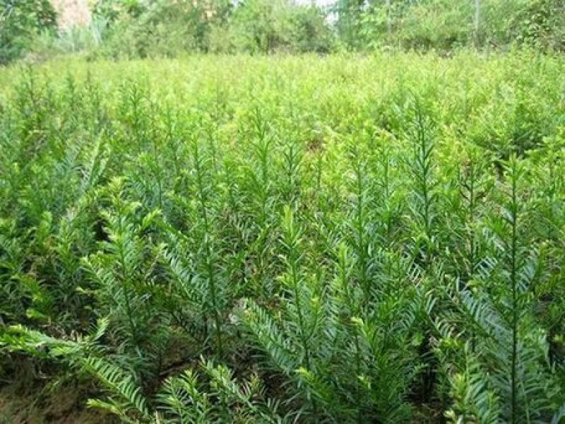 南方红豆杉红豆杉小苗南方红豆杉小苗红豆杉苗盆栽苗，地栽