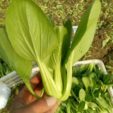 青梗菜
