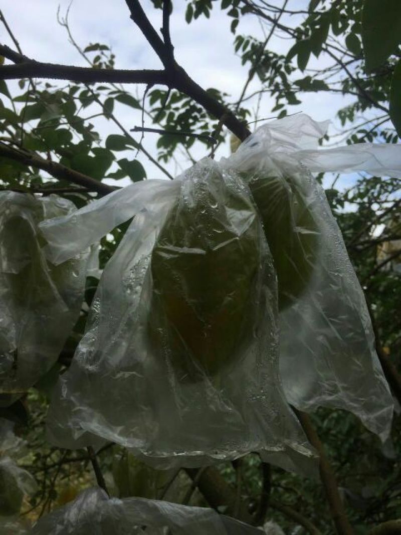 红杨桃4~5两