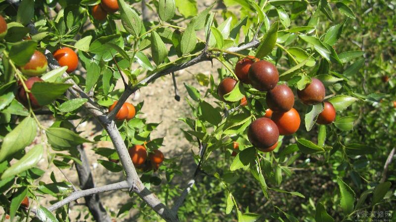 枣树苗活苗特大嫁接沾化冬枣果树苗南方北方盆栽地栽种植当年