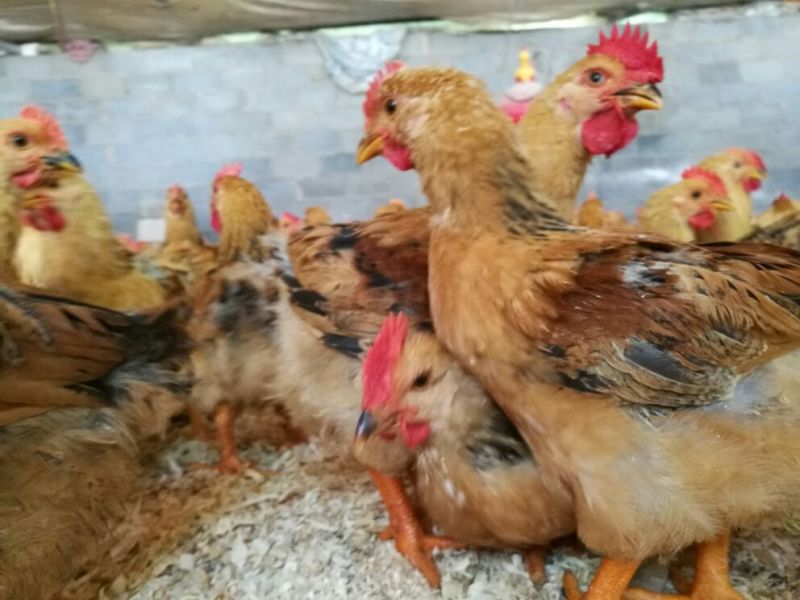 脱温鸡1斤以上