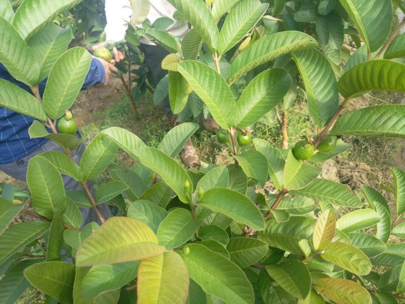 西瓜番石榴苗30~50cm