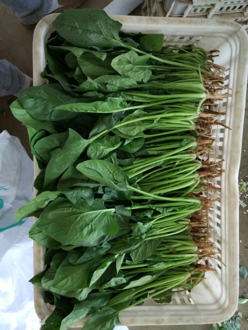大叶菠菜产地发货品质保证欢迎联系接商超市场电商