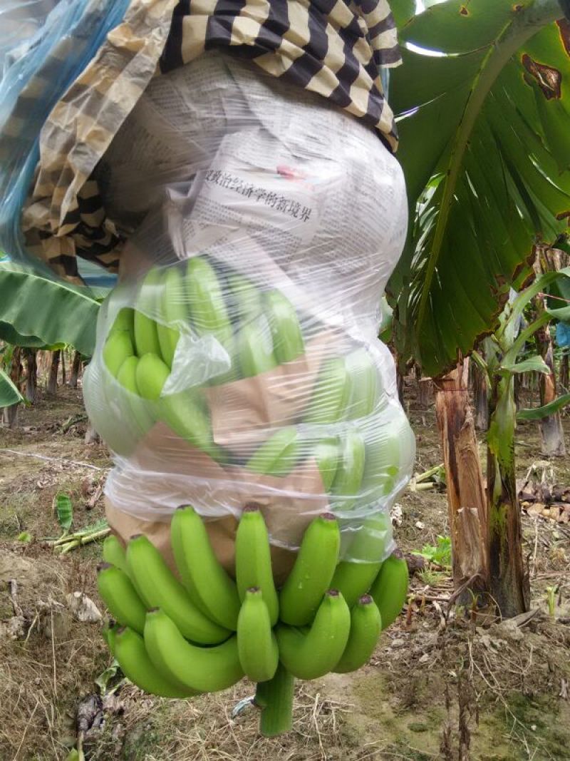 巴西香蕉七成熟