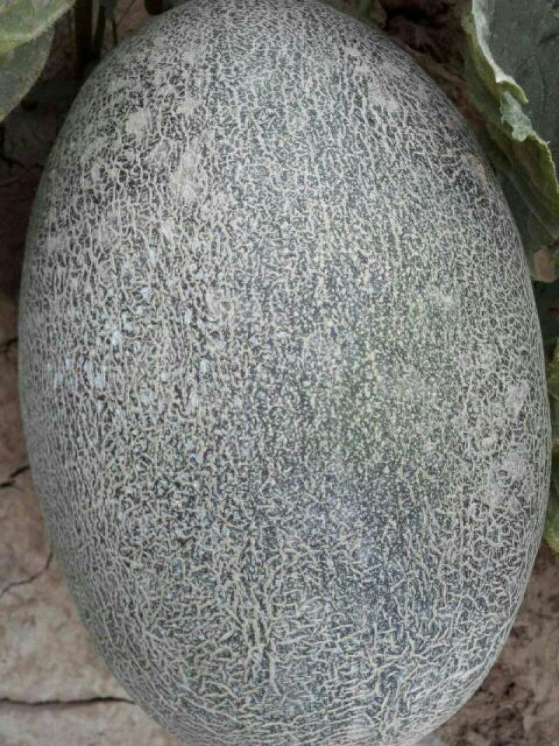 伽师瓜9斤以上椭圆形
