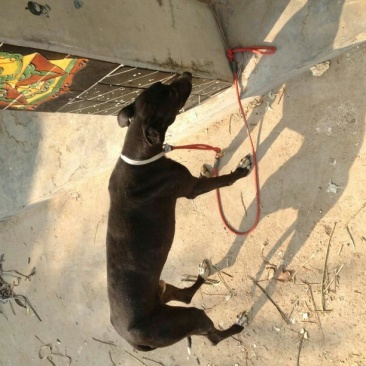 格力犬