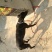 格力犬