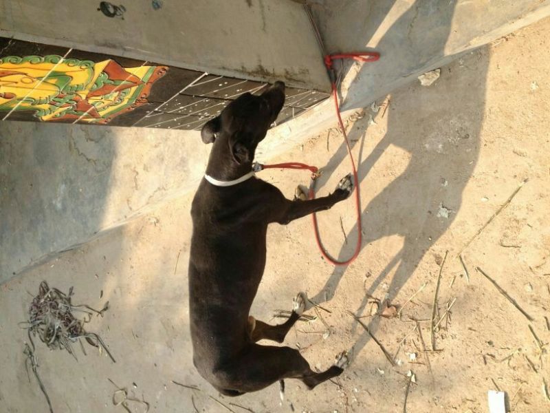 格力犬