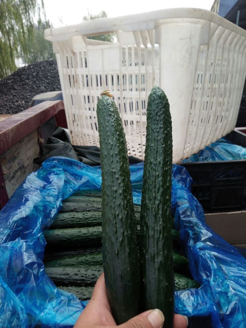 黄瓜22~25公分鲜花带刺，欢迎新老客户前来选购。
