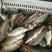 河鲤鱼食用2~3公斤
