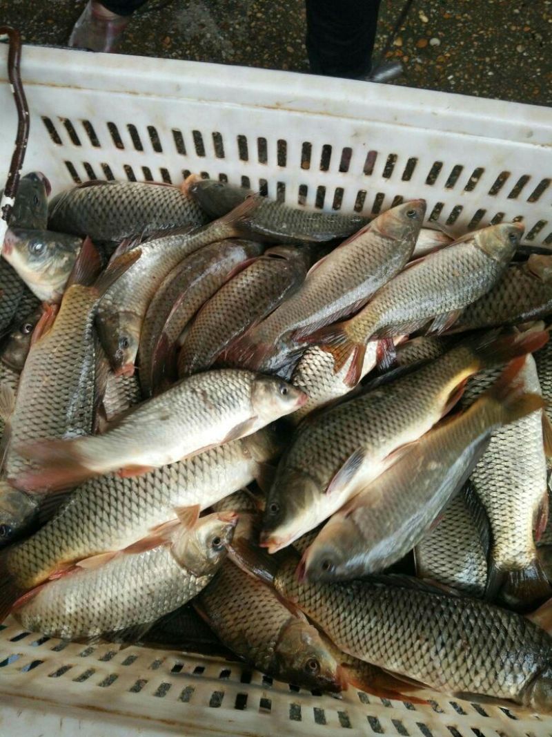 河鲤鱼食用2~3公斤