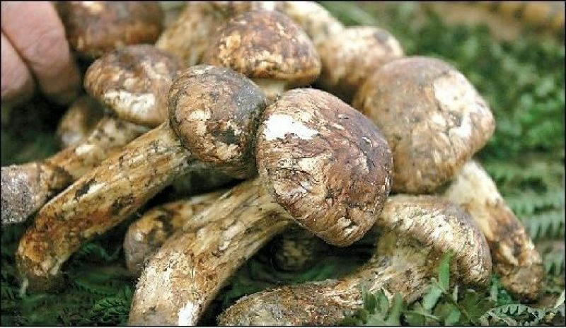 云南迪庆香格里拉松茸三级5厘米以上