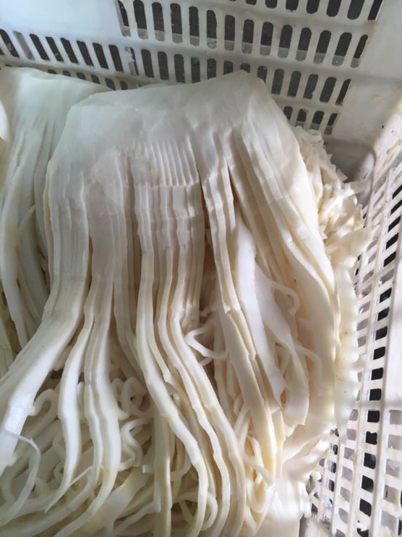 毛竹春笋