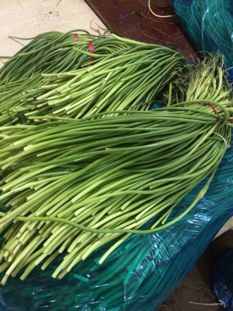 金乡杂交红帽蒜薹60-70公分