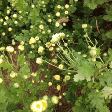 菊花茶