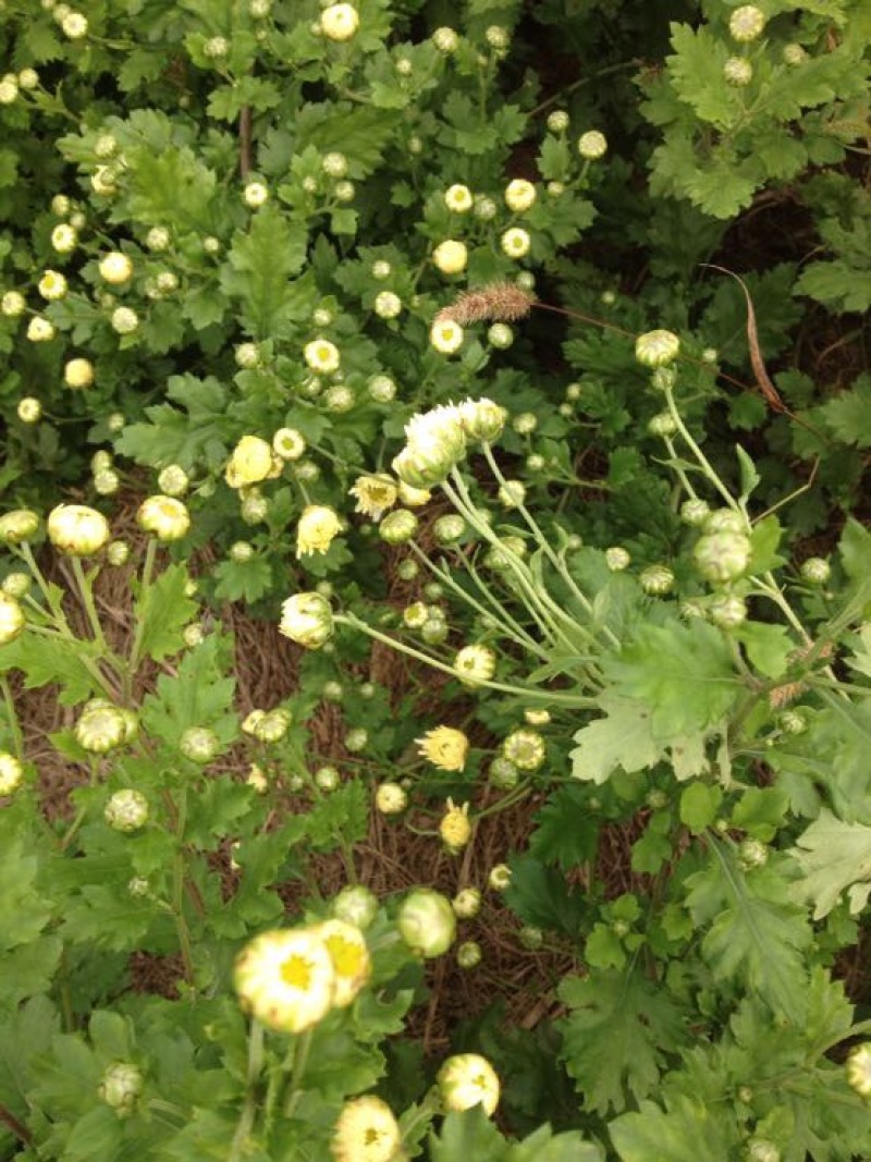 菊花茶