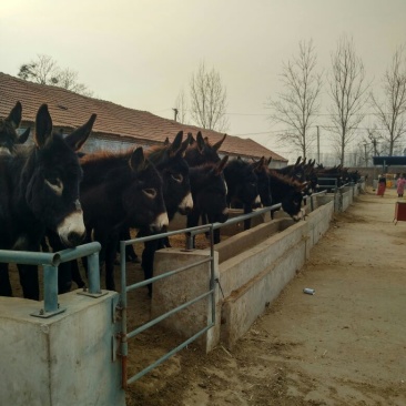 肉驴100~200斤