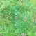 蓝莓鲜果8~10mm以上