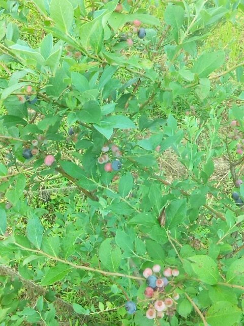 蓝莓鲜果8~10mm以上