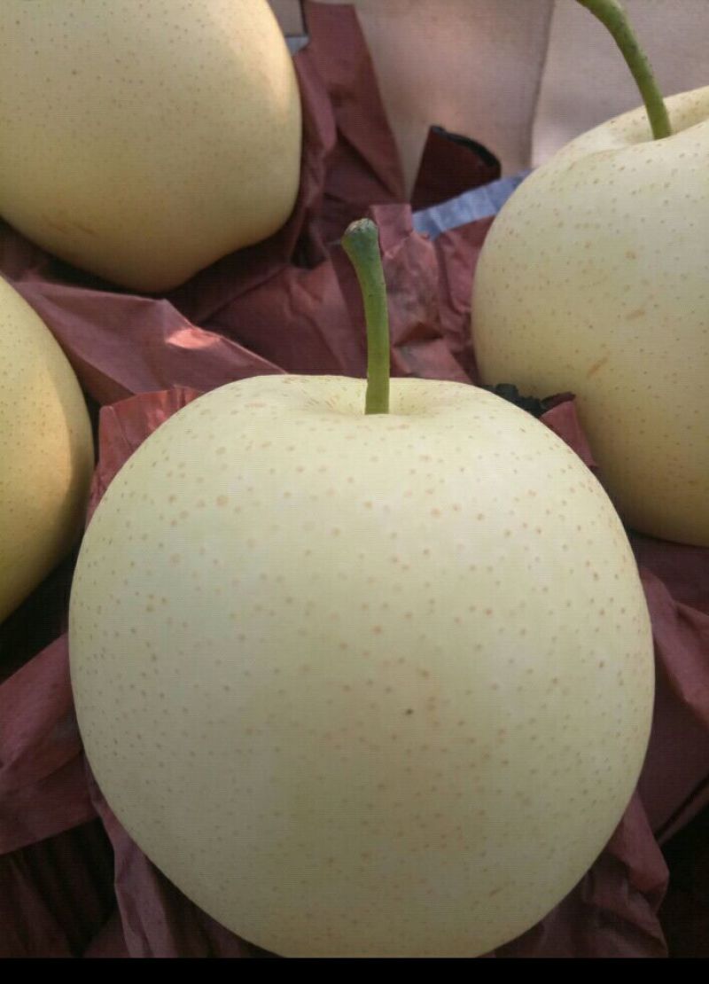 皇冠梨300~350g纸箱