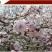 杏干