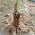黄花菜种苗50cm以上花期长可达4个月