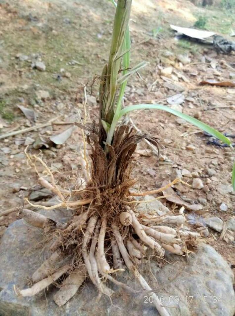 黄花菜种苗50cm以上花期长可达4个月