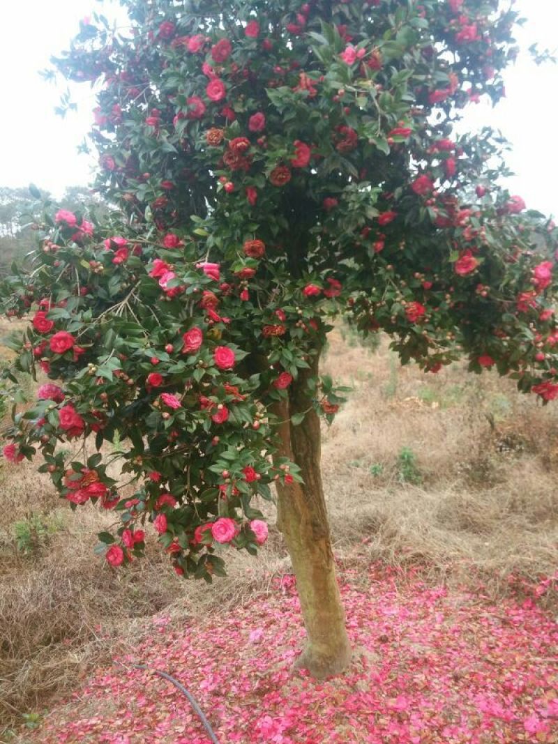 茶花树