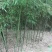 绿竹2~3m