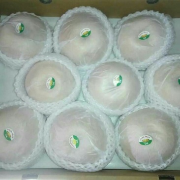 丰水梨250~300g纸袋