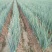 山东肥城优质长白大葱大量供应，货量充足，量大从优