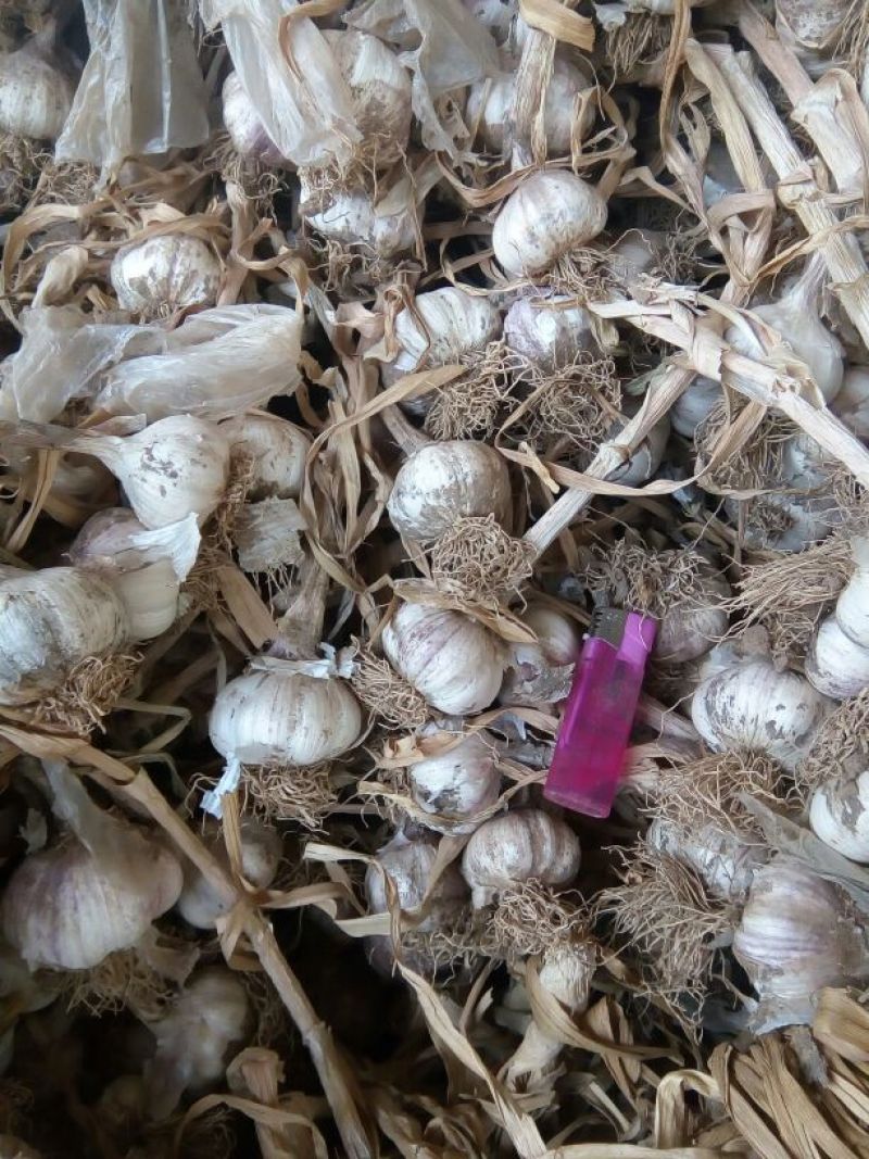 红蒜混级统货干蒜