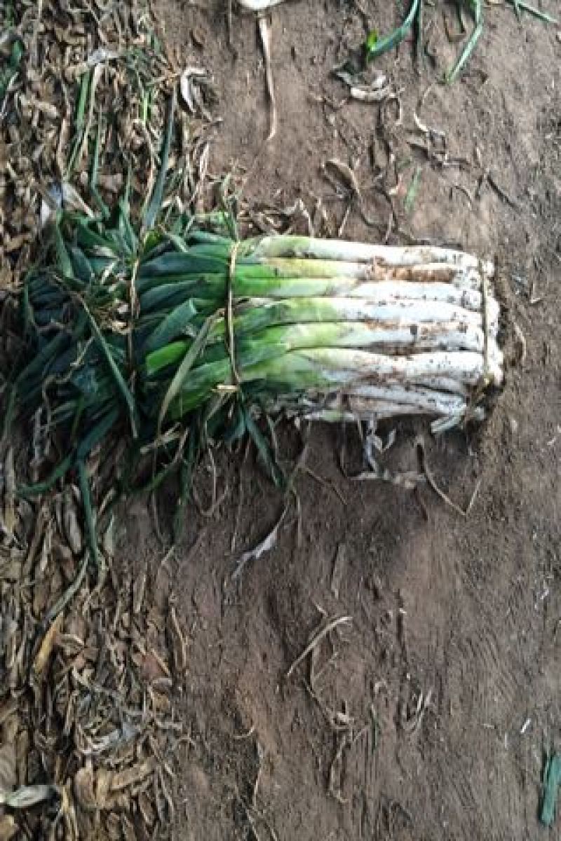 章丘大葱