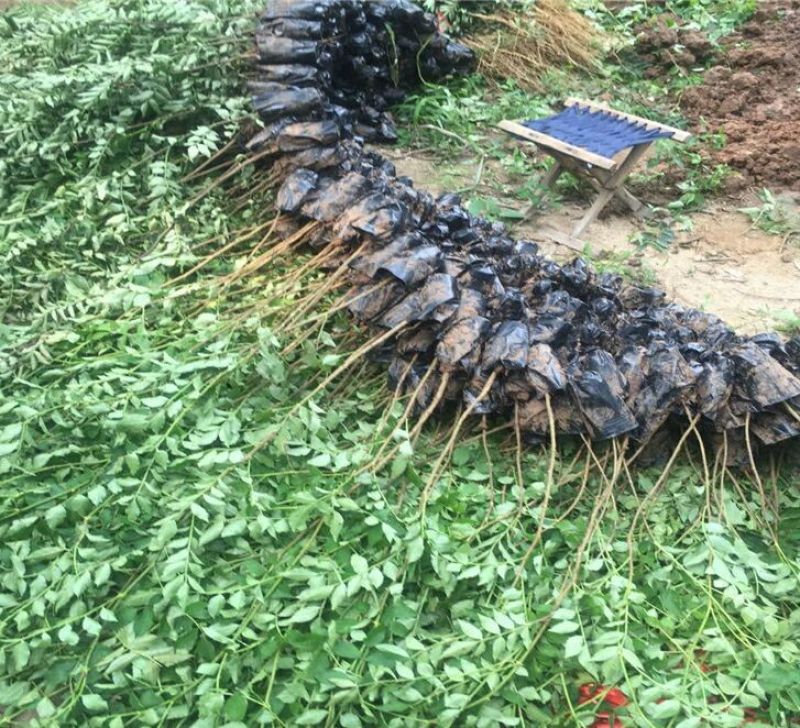 花椒苗1~2年1公分大红袍花椒苗价格无刺花椒苗