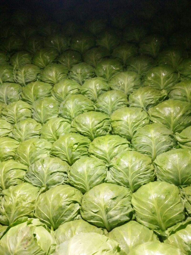 邯郸曲周绿甘蓝，精品甘蓝，大量上市，质优价廉，散装，