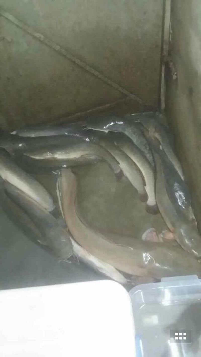 六须鲶饲料