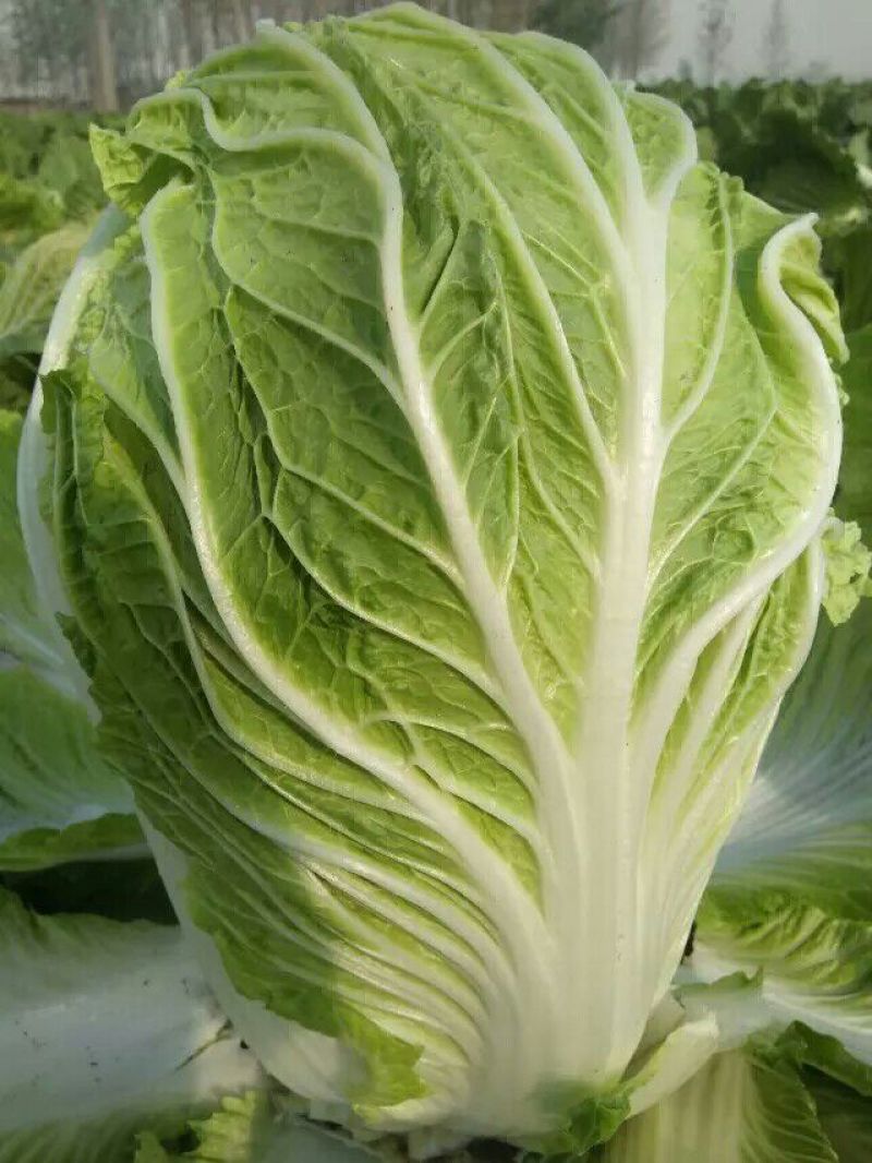 夏邑县青杂三号白菜，1毛3/斤，市场皆可，耐储存，耐运输