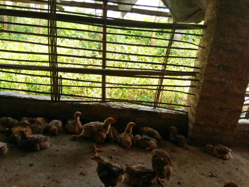 脱温鸡1斤以下