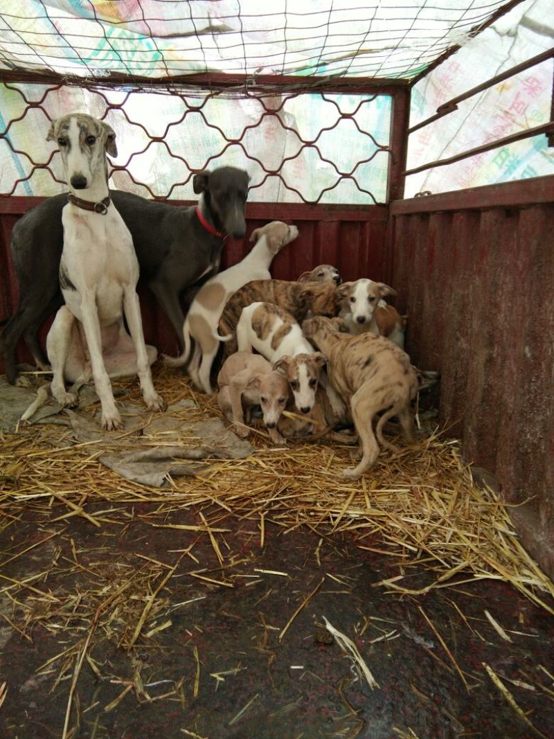 格力犬全活猎兔犬，惠比特，格惠，逮兔狗，全国包邮