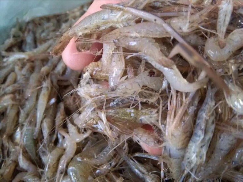 河虾