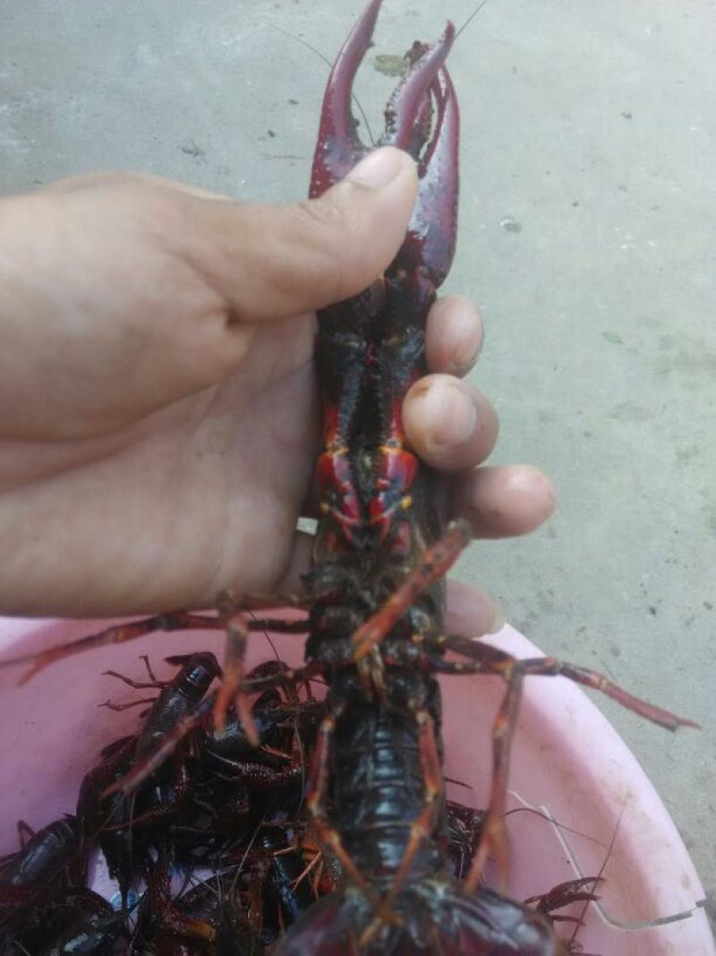 罗氏沼虾食用活虾