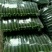 密刺黄瓜鲜花带刺25公分以上