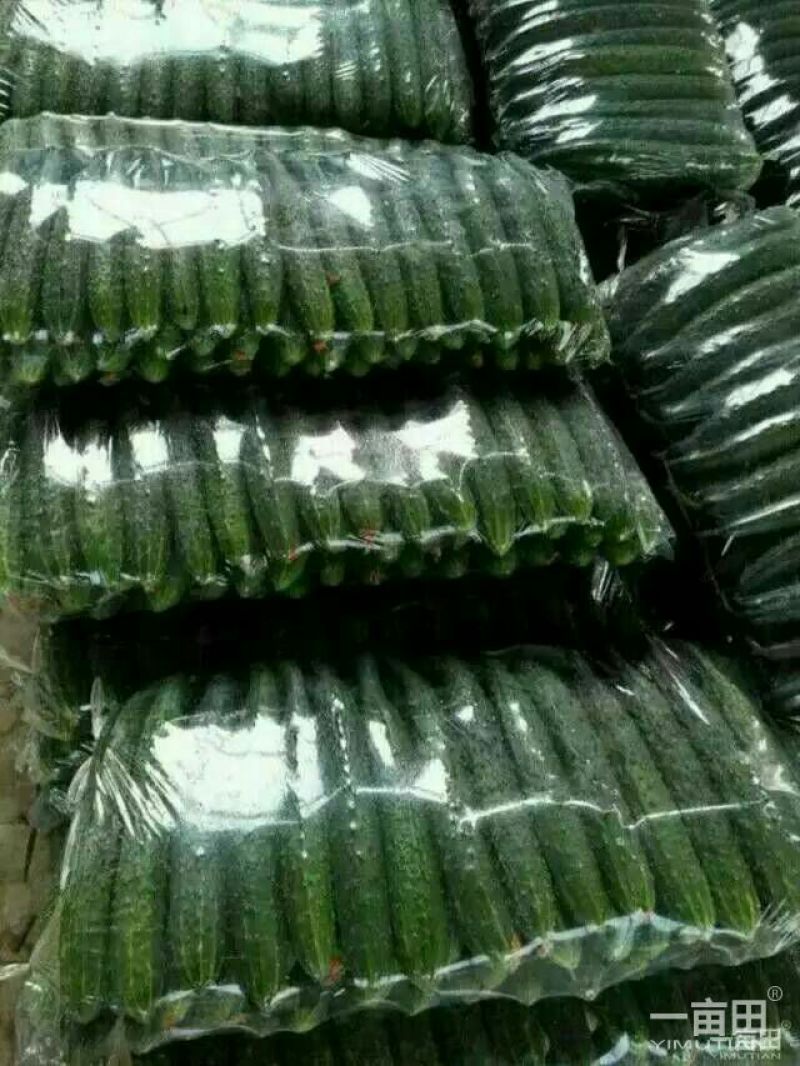 密刺黄瓜鲜花带刺25公分以上
