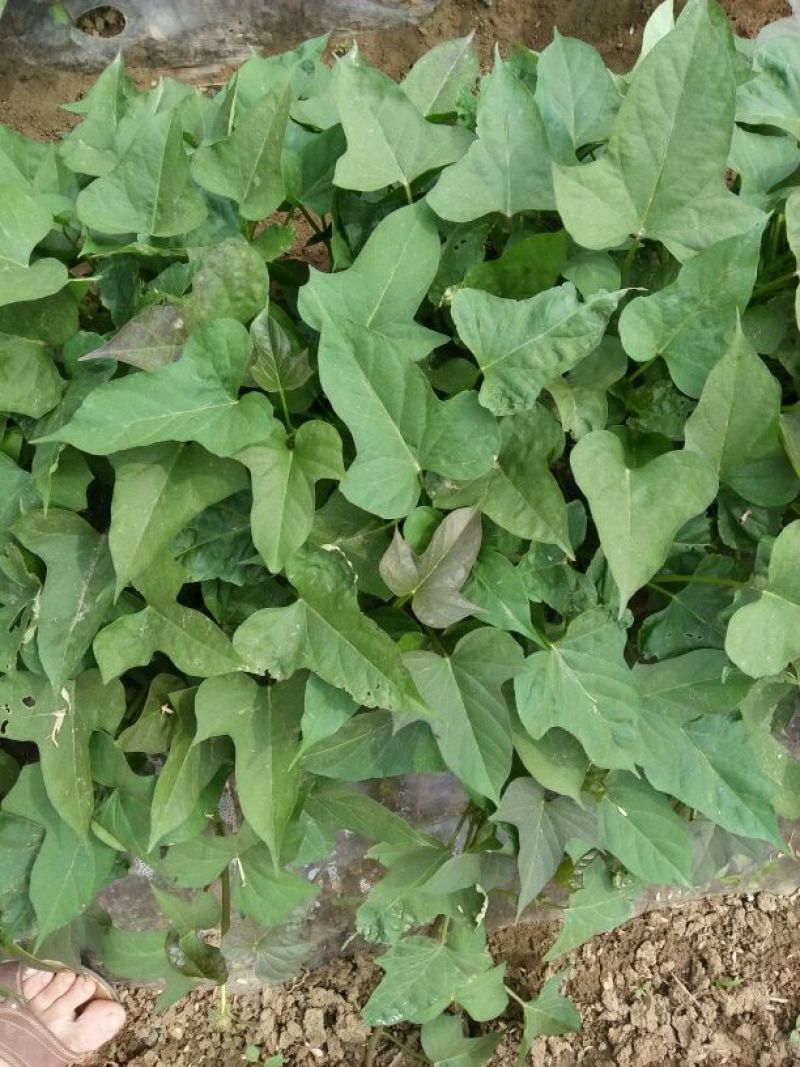 商薯19红薯苗15~25cm