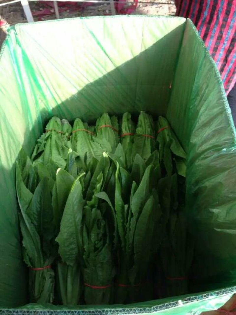 油麦菜